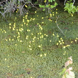 WAS Birdathon